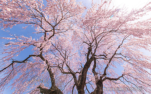 御代田の桜